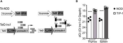 Tolerance to Proinsulin-1 Reduces Autoimmune Diabetes in NOD Mice